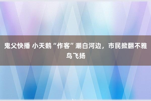 鬼父快播 小天鹅“作客”潮白河边，市民掀翻不雅鸟飞扬